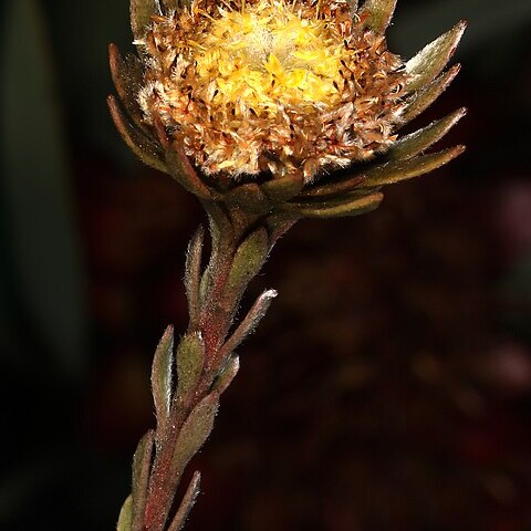 Leucadendron nitidum unspecified picture