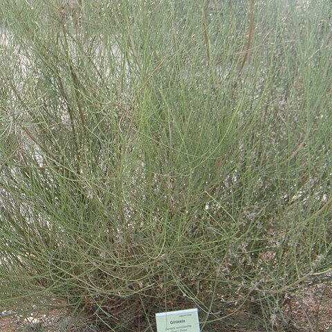 Genista ramosissima unspecified picture