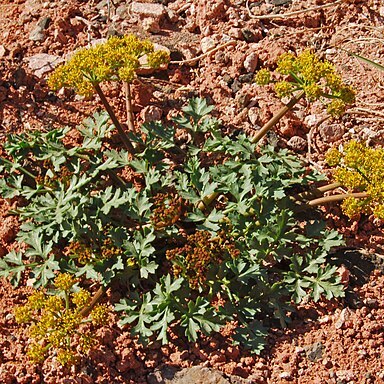 Cymopterus glomeratus var. fendleri unspecified picture