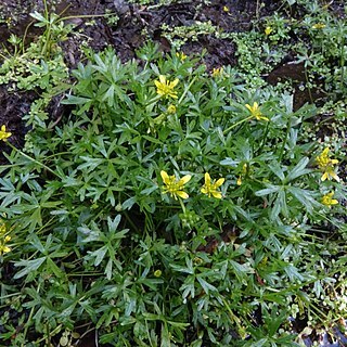 Ranunculus glabrifolius unspecified picture