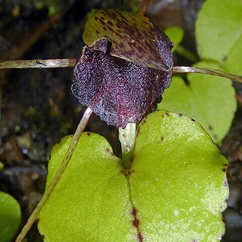 Corybas iridescens unspecified picture