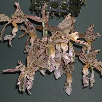 Stanhopea panamensis unspecified picture