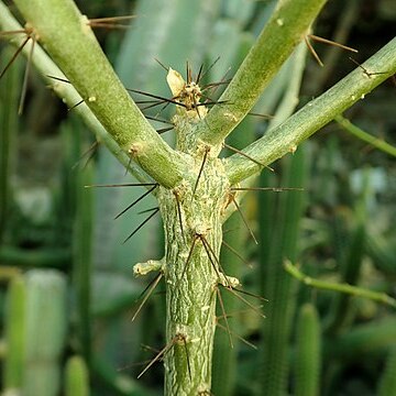 Leuenbergeria marcanoi unspecified picture