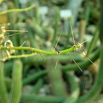 Leuenbergeria marcanoi unspecified picture