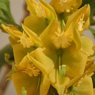 Cycnoches herrenhusanum unspecified picture