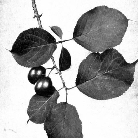 Prunus nigra unspecified picture