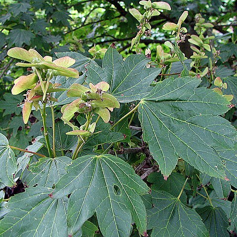 Acer erianthum unspecified picture