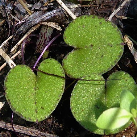 Corybas macranthus unspecified picture