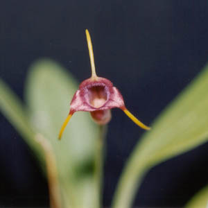 Masdevallia ventricularia unspecified picture