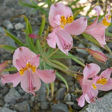 Alstroemeria angustifolia unspecified picture