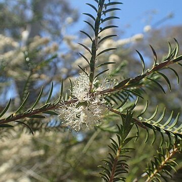 Melaleuca oxyphylla unspecified picture