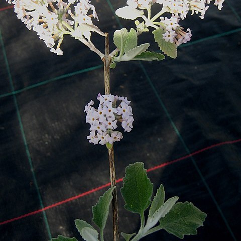 Buddleja sterniana unspecified picture