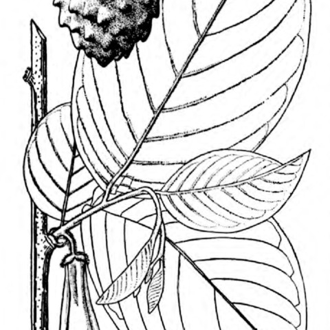 Annona longiflora unspecified picture