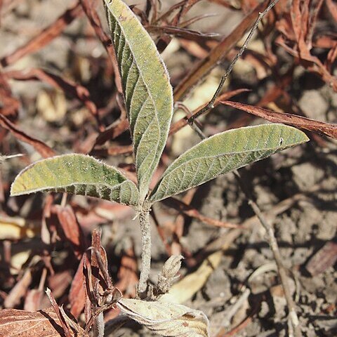 Glycine falcata unspecified picture