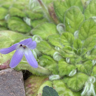 Petrocosmea kerrii unspecified picture