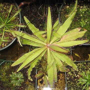 Drosera adelae unspecified picture