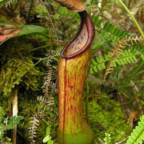 Nepenthes saranganiensis unspecified picture