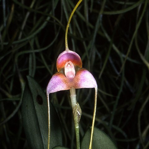 Masdevallia purpurella unspecified picture