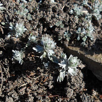 Artemisia splendens unspecified picture