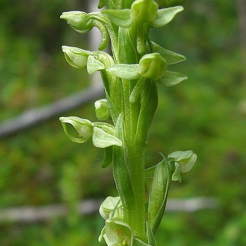 Platanthera huronensis unspecified picture