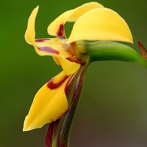 Diuris brevifolia unspecified picture