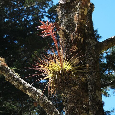 Tillandsia vicentina unspecified picture