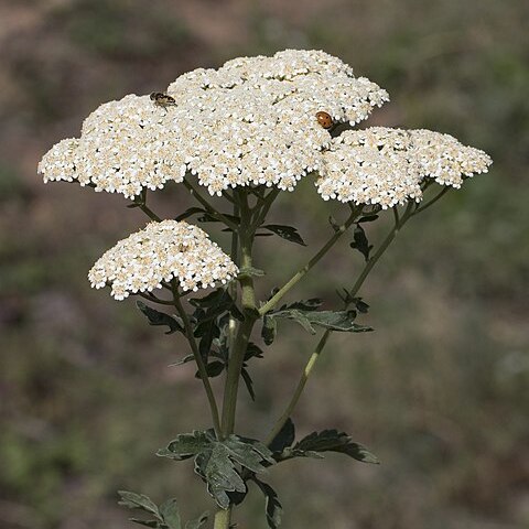 Achillea grandifolia unspecified picture