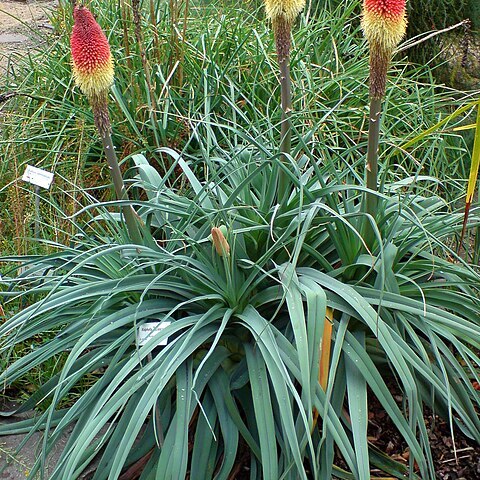 Kniphofia caulescens unspecified picture