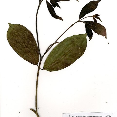 Terminalia ivorensis unspecified picture