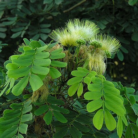 Albizia antunesiana unspecified picture