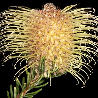 Banksia meisneri unspecified picture