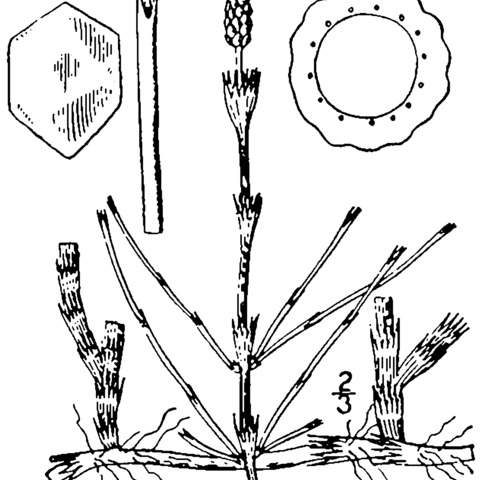 Equisetum litorale unspecified picture