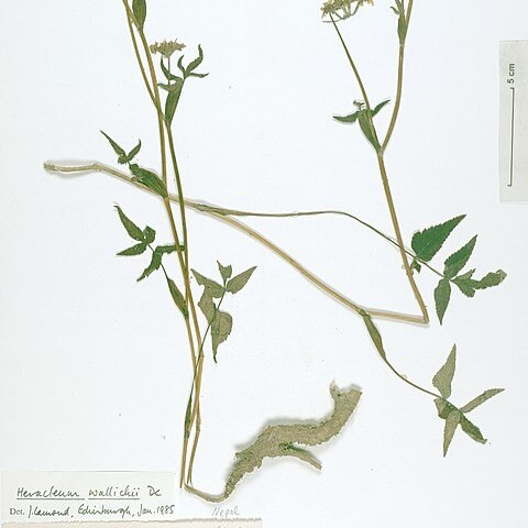 Tetrataenium wallichii unspecified picture