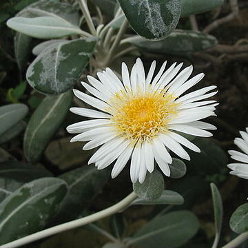 Pachystegia unspecified picture