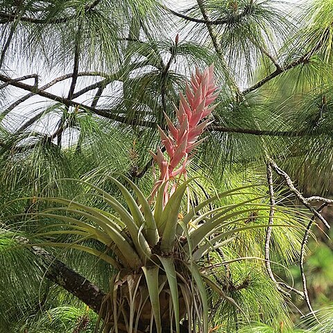 Tillandsia cossonii unspecified picture