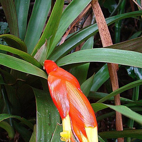 Guzmania nicaraguensis unspecified picture