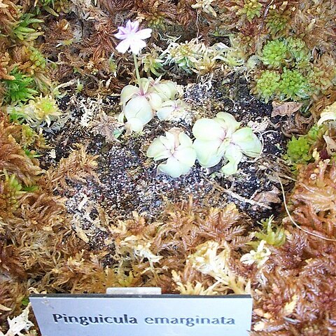 Pinguicula emarginata unspecified picture