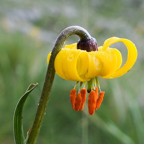 Lilium albanicum unspecified picture