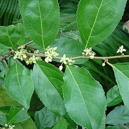 Casearia guianensis unspecified picture