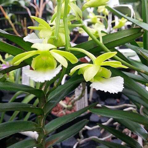 Vanda vietnamica unspecified picture