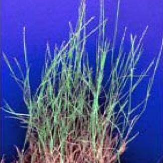 Muhlenbergia richardsonis unspecified picture