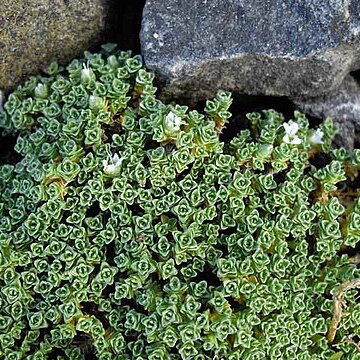 Arenaria tetraquetra subsp. amabilis unspecified picture