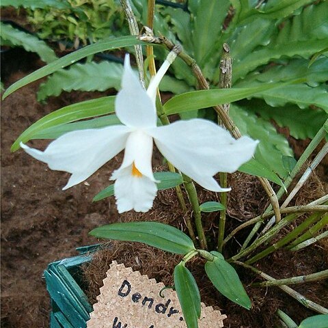 Dendrobium wattii unspecified picture