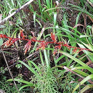 Guzmania pennellii unspecified picture