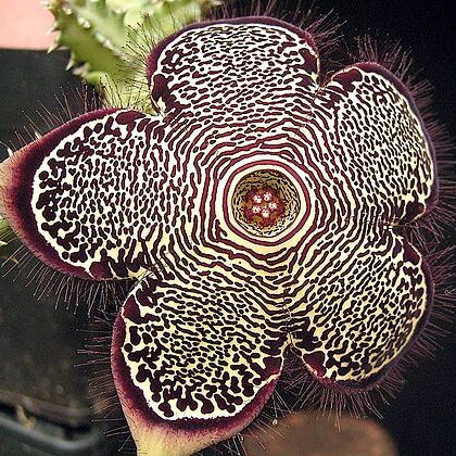 Edithcolea unspecified picture