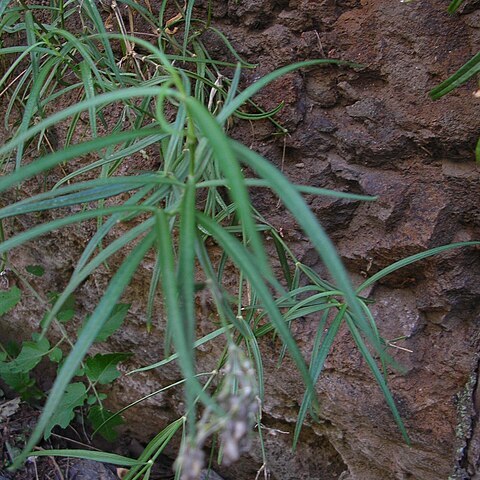 Schiedea menziesii unspecified picture