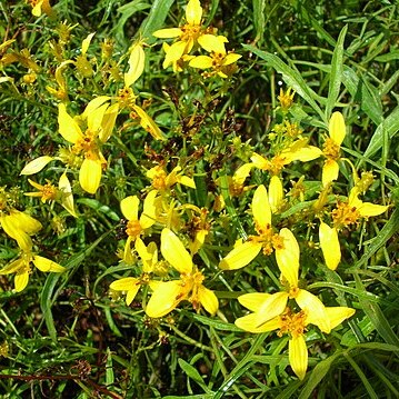 Bidens menziesii unspecified picture