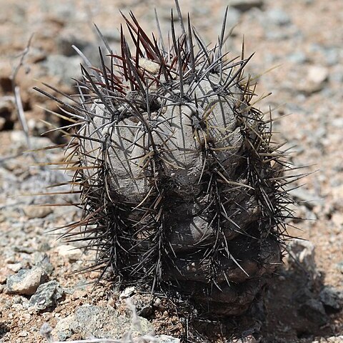 Copiapoa atacamensis unspecified picture