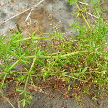 Galium divaricatum unspecified picture