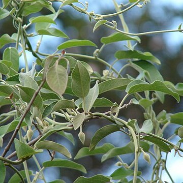 Bonamia menziesii unspecified picture